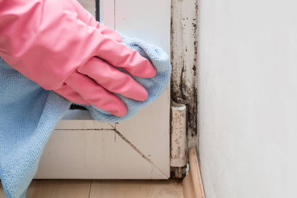 Best White Mold Remediation in Rainbow City, AL